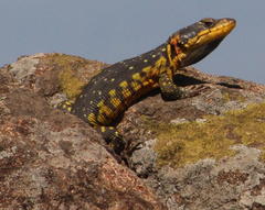 Pseudocordylus subviridis