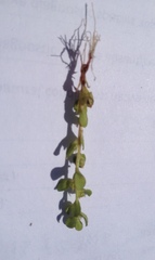 Lysimachia minima