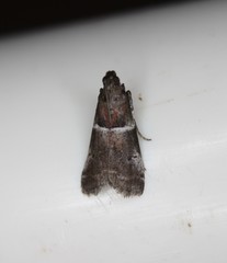 Quasisalebria atratella