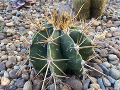 Astrophytum