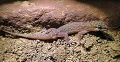 Pachydactylus punctatus
