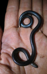Amblyodipsas microphthalma nigra