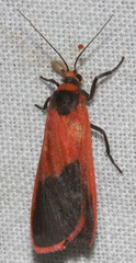 Scoliacma bicolora