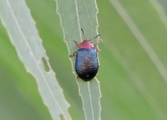 Plagiodera arizonae