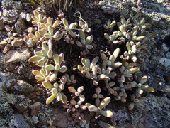 Crassula anso-lerouxiae