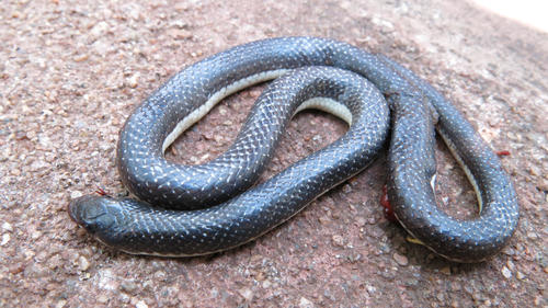 Lineolate Shovel-snout