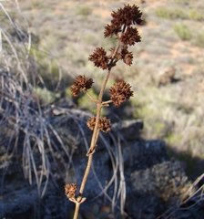 Crassula anso-lerouxiae