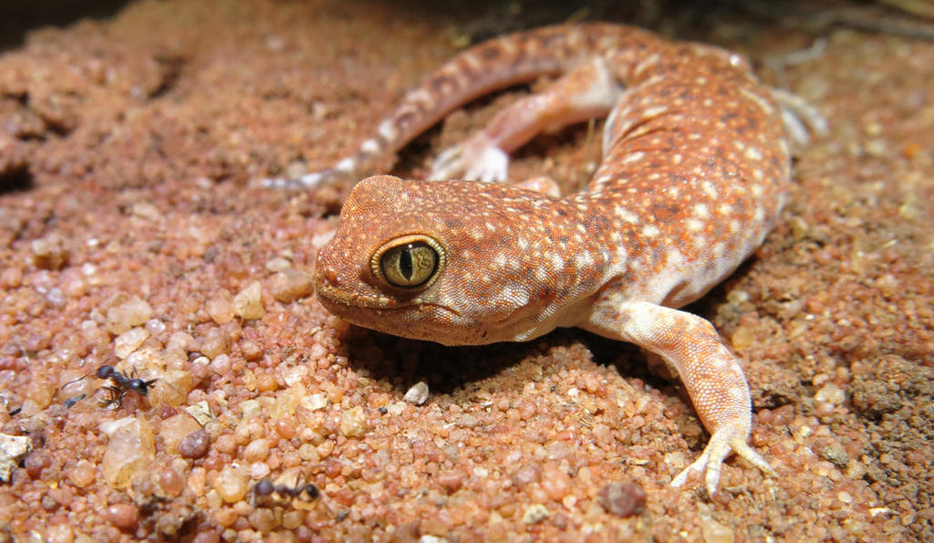 Common Barking Gecko