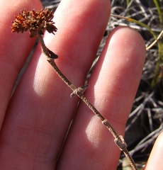 Crassula anso-lerouxiae