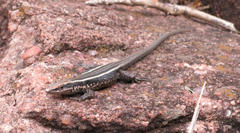Soutpansberg Rock Lizard photo 4