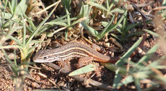 Meroles squamulosus
