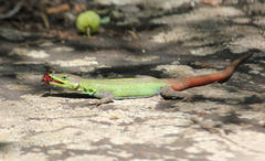 Platysaurus intermedius intermedius