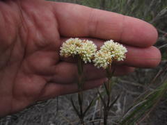 Crassula subulata subulata