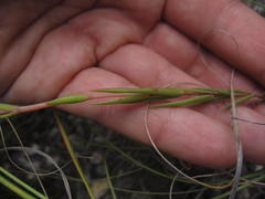Crassula subulata subulata