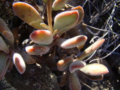 Crassula anso-lerouxiae