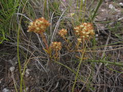 Crassula subulata subulata