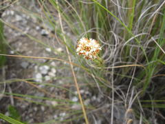 Crassula subulata subulata