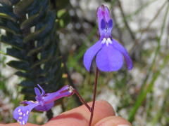 Lobelia chamaepitys