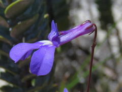 Lobelia chamaepitys