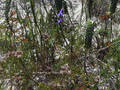 Lobelia chamaepitys