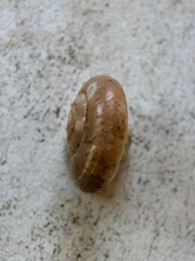 Aegopinella