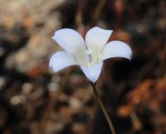 Wahlenbergia obovata