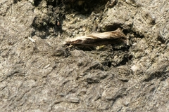 Erechthias fulguritella