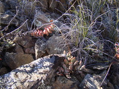 Crassula anso-lerouxiae
