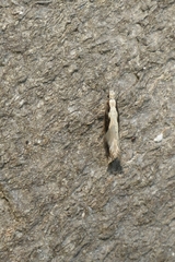 Erechthias fulguritella