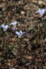 Wahlenbergia obovata