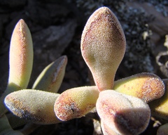 Crassula anso-lerouxiae