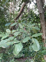 Tabebuia heterophylla