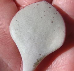 Adromischus inamoenus