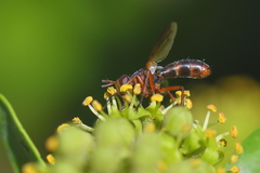 Cylindromyia rubida