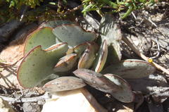 Adromischus inamoenus