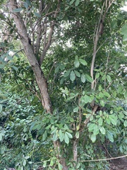 Tabebuia heterophylla