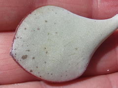 Adromischus inamoenus