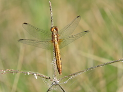 Erythrodiplax basifusca