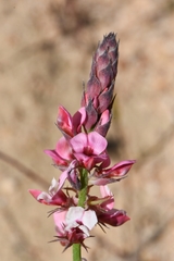 Indigofera venusta