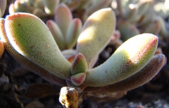 Crassula anso-lerouxiae