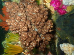 Eunephthya thyrsoidea