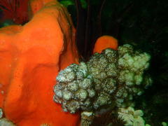 Eunephthya thyrsoidea