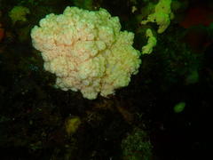 Eunephthya thyrsoidea