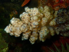 Eunephthya thyrsoidea