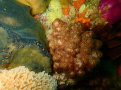 Eunephthya thyrsoidea