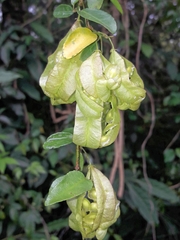 Anchietea pyrifolia