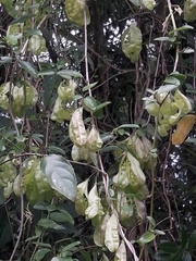 Anchietea pyrifolia