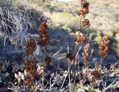 Crassula anso-lerouxiae