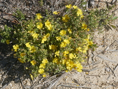 Hibbertia cinerea
