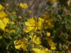 Hibbertia cinerea